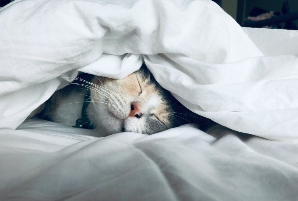 sleeping cat under a blanket