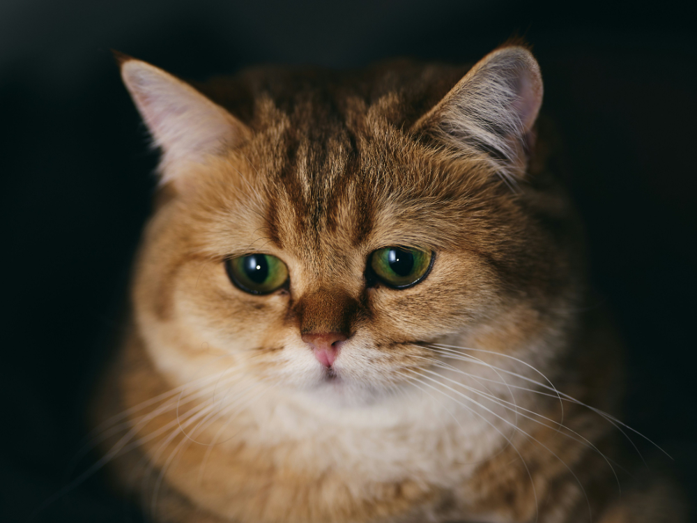 sad orange [cat]